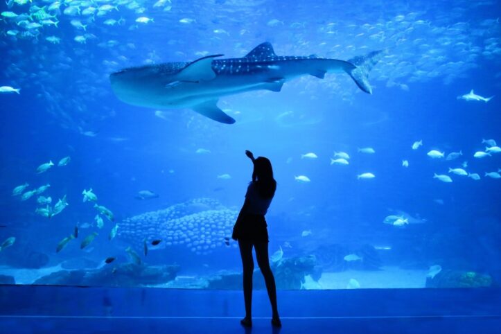 水族館デート