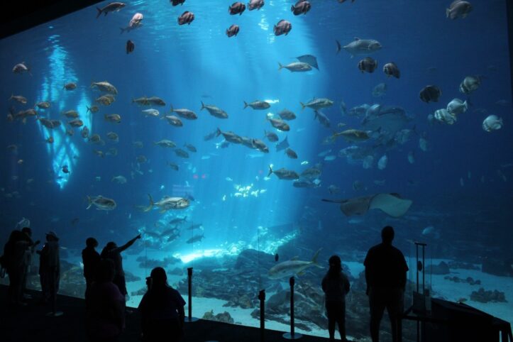 水族館デート